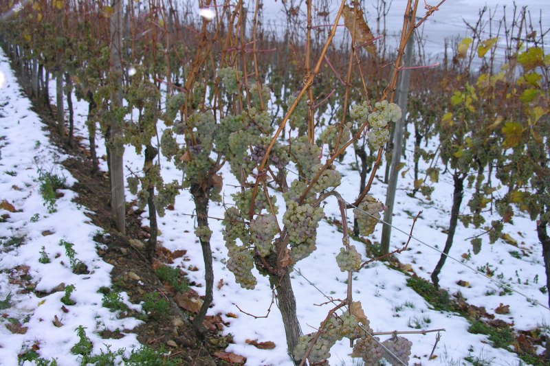 Frozen grape vines